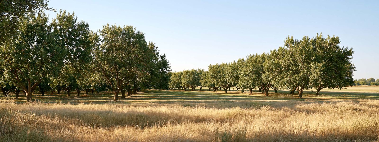 Rows of almond trees meeting a field of dry summer grass on flat open ground